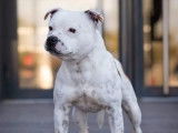 Chien adulte mâle Stafforshire Bull Terrier LOF disponible pour une saillie