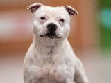 Chien adulte mâle Stafforshire Bull Terrier LOF disponible pour une saillie
