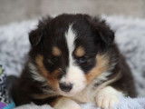 4 chiots mâles Bergers des Shetland tricolores LOF à la réservation