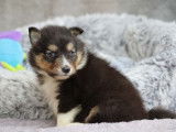 4 chiots mâles Bergers des Shetland tricolores LOF à la réservation