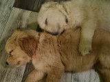 9 chiots Golden Retrievers LOF disponibles à la réservation