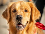 Golden Retriever LOF mâle disponible pour saillie