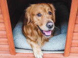 Golden Retriever LOF mâle disponible pour saillie
