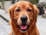 Golden Retriever LOF mâle disponible pour saillie