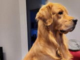 Golden Retriever LOF mâle disponible pour saillie