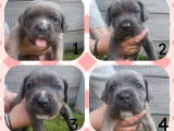 13 chiots Cane Corso LOF à la réservation