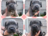 13 chiots Cane Corso LOF à la réservation