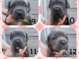 13 chiots Cane Corso LOF à la réservation