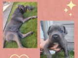 13 chiots Cane Corso LOF à la réservation