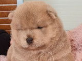 3 chiots mâles Chow-chow LOF à réserver