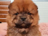 3 chiots mâles Chow-chow LOF à réserver