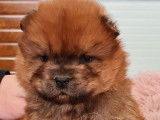 3 chiots mâles Chow-chow LOF à réserver