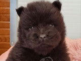 3 chiots mâles Chow-chow LOF à réserver