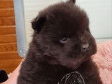 3 chiots mâles Chow-chow LOF à réserver