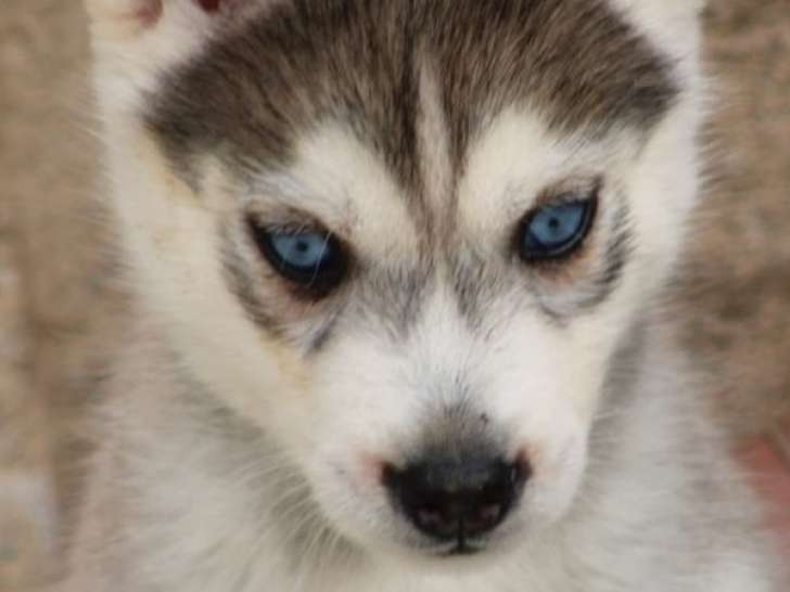 Des chiots Huskies de Sibérie à réserver (LOF)