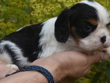 À réserver, 6 chiots Cavaliers King Charles femelles LOF
