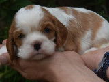 À réserver, 6 chiots Cavaliers King Charles femelles LOF