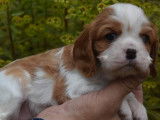 À réserver, 6 chiots Cavaliers King Charles femelles LOF