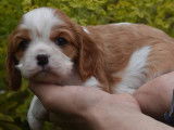 À réserver, 6 chiots Cavaliers King Charles femelles LOF