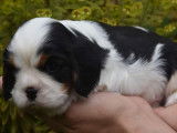 À réserver, 6 chiots Cavaliers King Charles femelles LOF