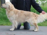 Un chien m&acirc;le Golden Retriever de 4 ans disponible (LOF)