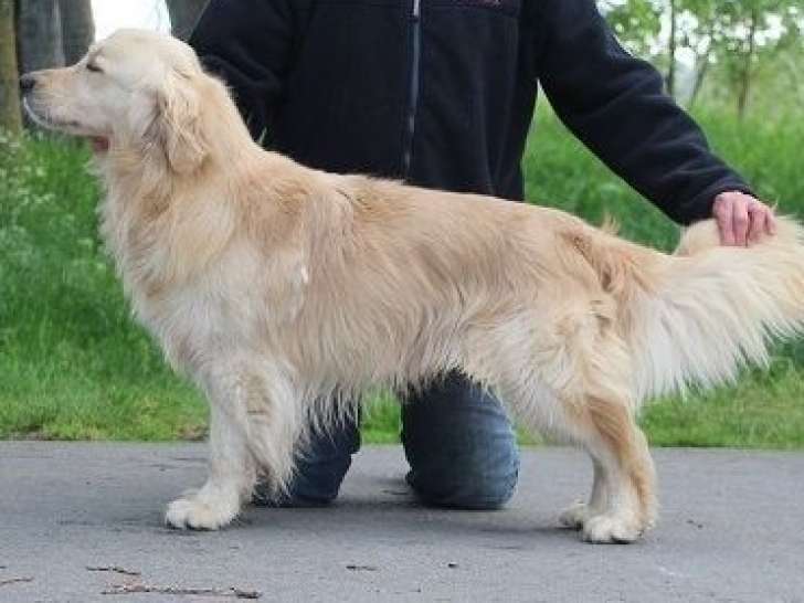 Un chien mâle Golden Retriever de 4 ans disponible (LOF)