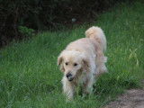 Un chien m&acirc;le Golden Retriever de 4 ans disponible (LOF)