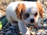 2 chiots mâles Cavaliers King Charles à réserver
