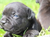 5 chiots Staffordshire Bull Terriers LOF à réserver