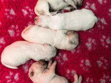 7 chiots Golden Retrievers LOF à réserver