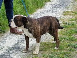 Chien Bulldog Continental bringé LOF de 4 ans à vendre