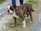 Chien Bulldog Continental bringé LOF de 4 ans à vendre