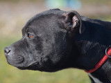 Chien Staffie LOF noir de 3 ans à vendre