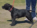 Chien Staffie LOF noir de 3 ans à vendre