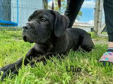Deux chiots Cane Corso disponibles à la vente