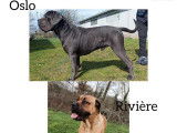 Deux chiots Cane Corso disponibles à la vente