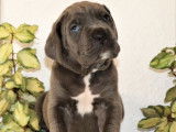 À réserver : 11 chiots Cane Corso LOF