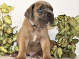 À réserver : 11 chiots Cane Corso LOF
