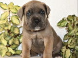 À réserver : 11 chiots Cane Corso LOF
