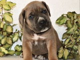 À réserver : 11 chiots Cane Corso LOF