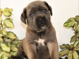 À réserver : 11 chiots Cane Corso LOF