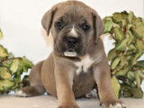 À réserver : 11 chiots Cane Corso LOF
