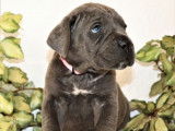 À réserver : 11 chiots Cane Corso LOF