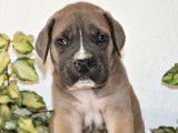À réserver : 11 chiots Cane Corso LOF