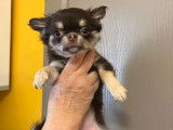 Chiot femelle Chihuahua chocolat et tan LOF disponible à l'achat