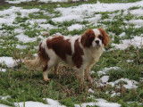 Des chiots Cavaliers King Charles LOF à réserver