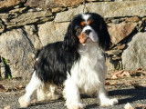 Des chiots Cavaliers King Charles LOF à réserver