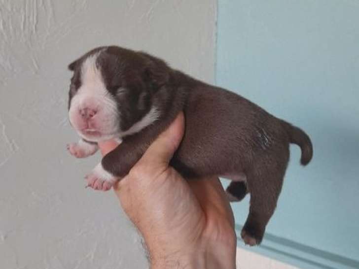 Des chiots American Bullies non LOF à réserver