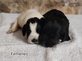 Chiots English Cocker Spaniel LOF à vendre