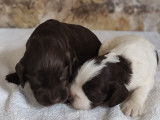 Chiots English Cocker Spaniel LOF à vendre